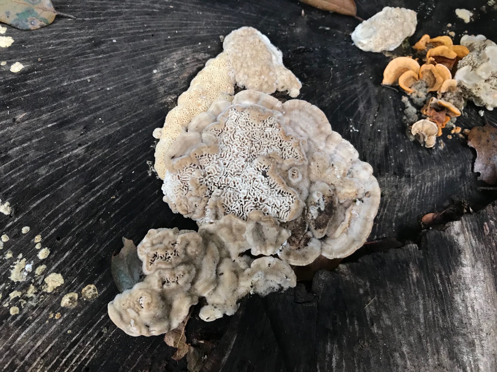 A mushroom seen at a local Napa park.
